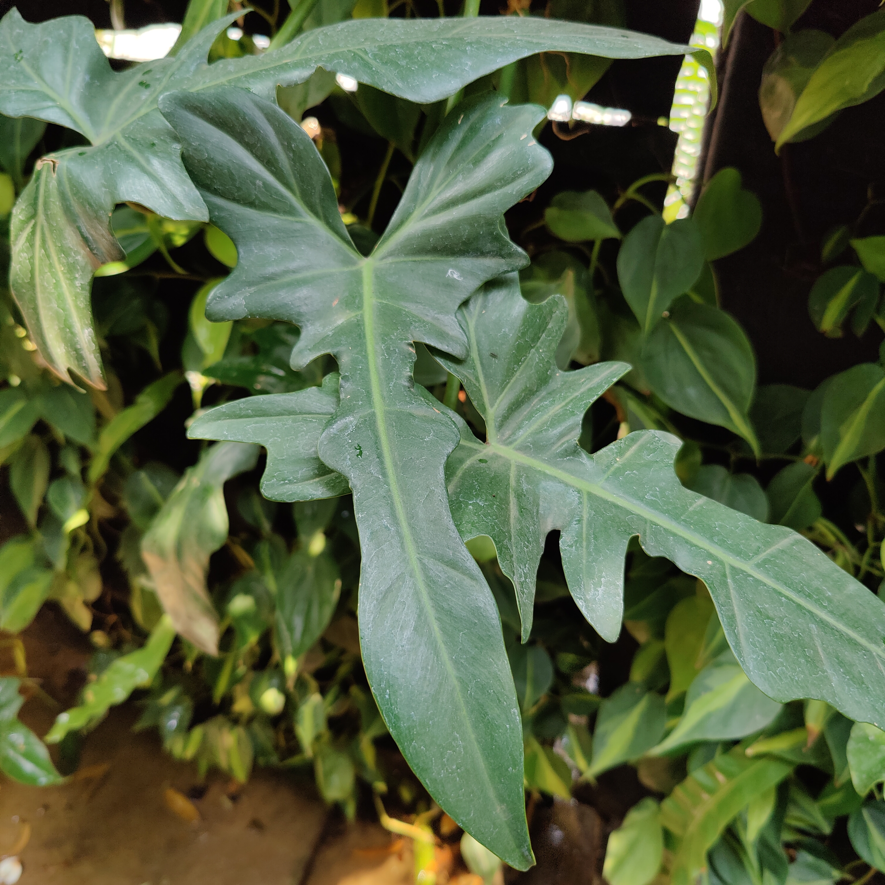 Philodendron Pedatum